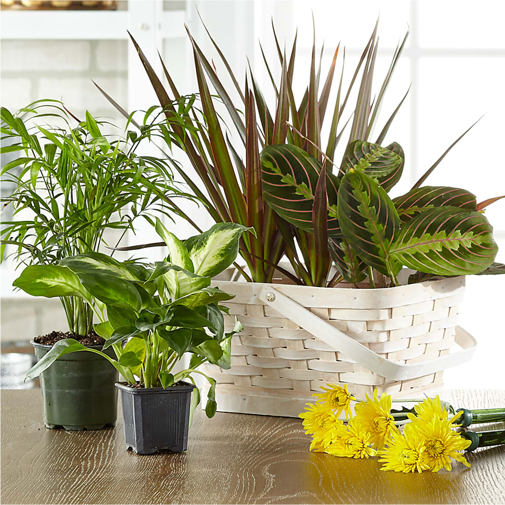 Florist Designed Blooming and Green Plants in a Basket – Flower Garden Florist, Fort Worth TX