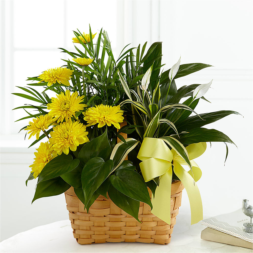 Loving Light Dishgarden – Flower Garden Florist, Fort Worth TX