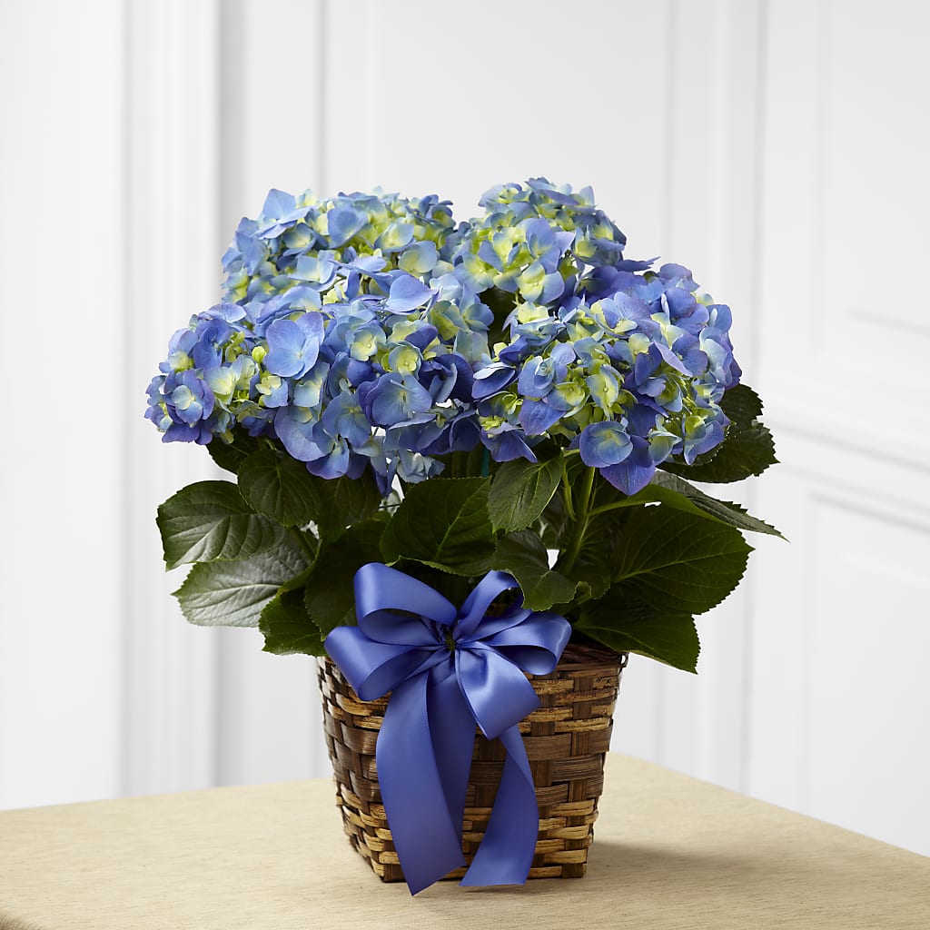 Blue Hydrangea Planter – Flower Garden Florist, Fort Worth TX