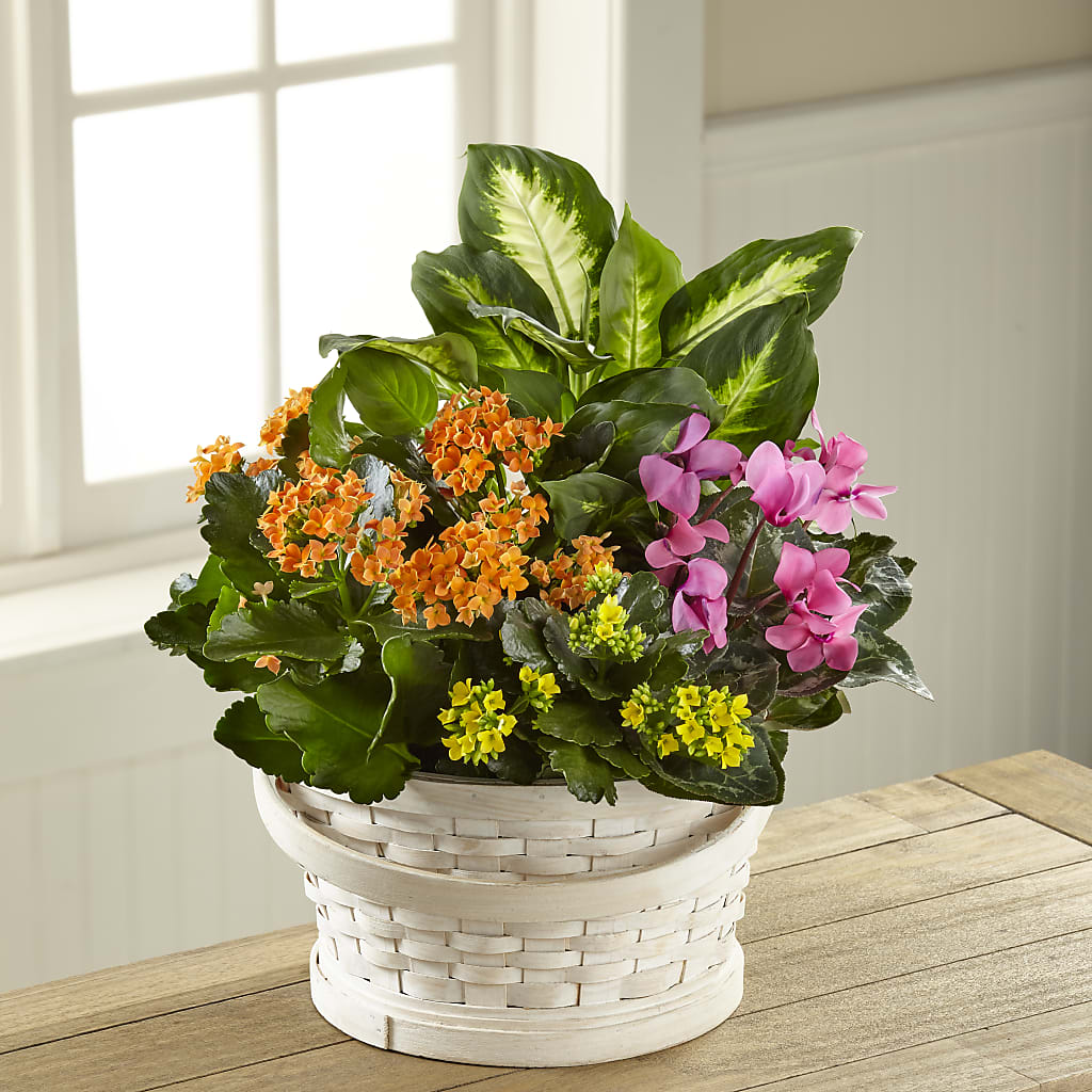 Color Crush Dishgarden – Flower Garden Florist, Fort Worth TX