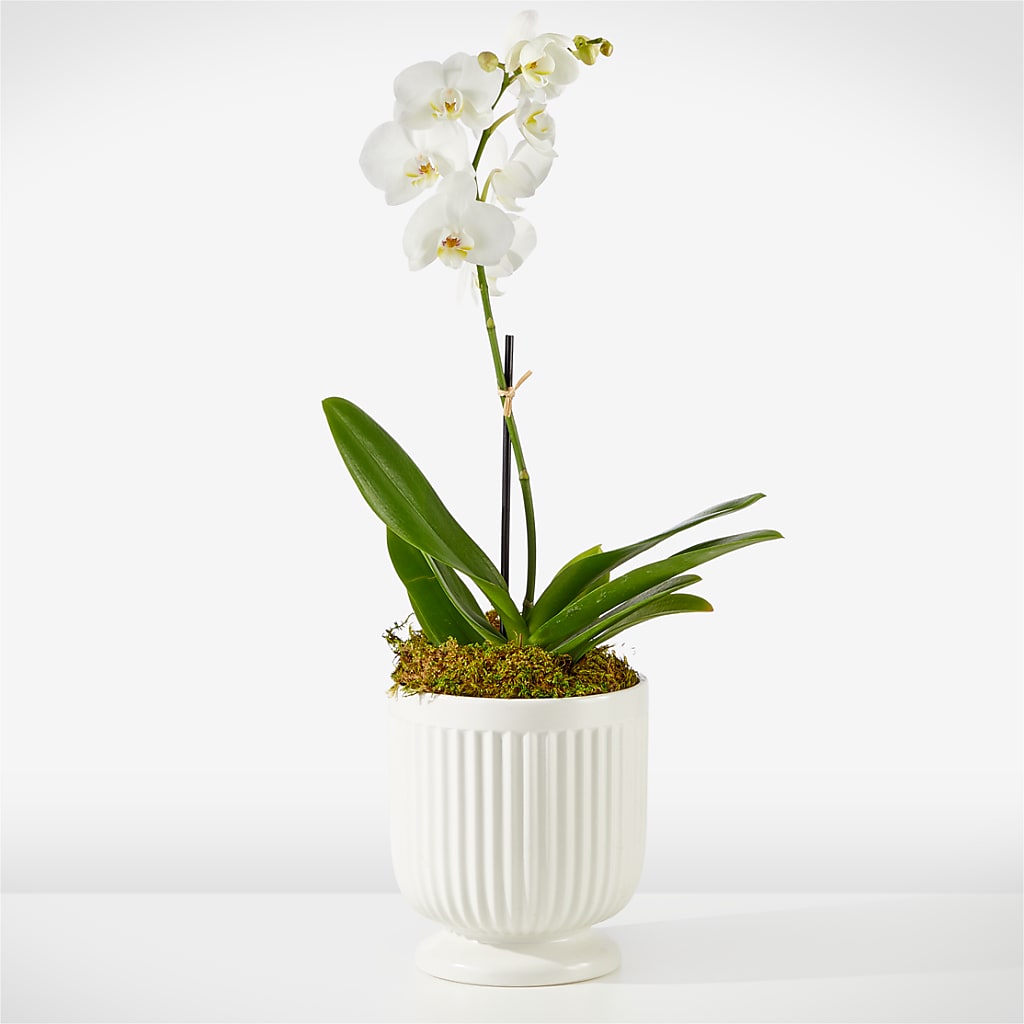 Whispering White Orchid – Flower Garden Florist, Fort Worth TX