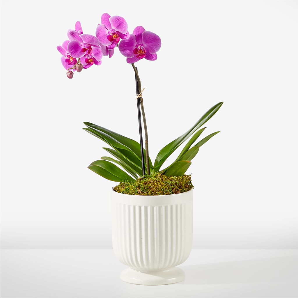 Friendly Fuchsia Orchid – Flower Garden Florist, Fort Worth TX