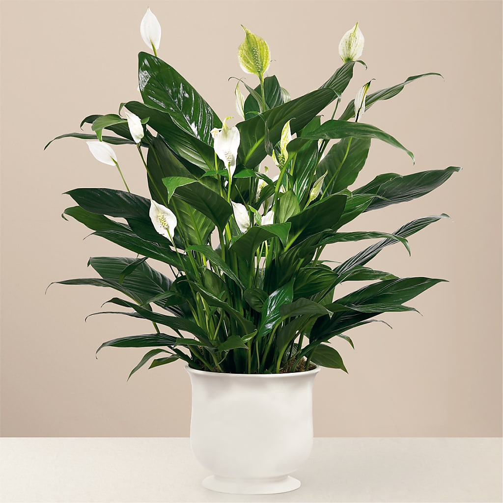 Comfort Planter – Flower Garden Florist, Fort Worth TX