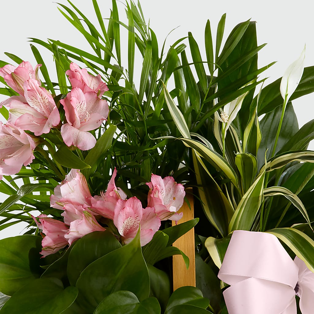 Living Spirit Dishgarden – Flower Garden Florist, Fort Worth TX