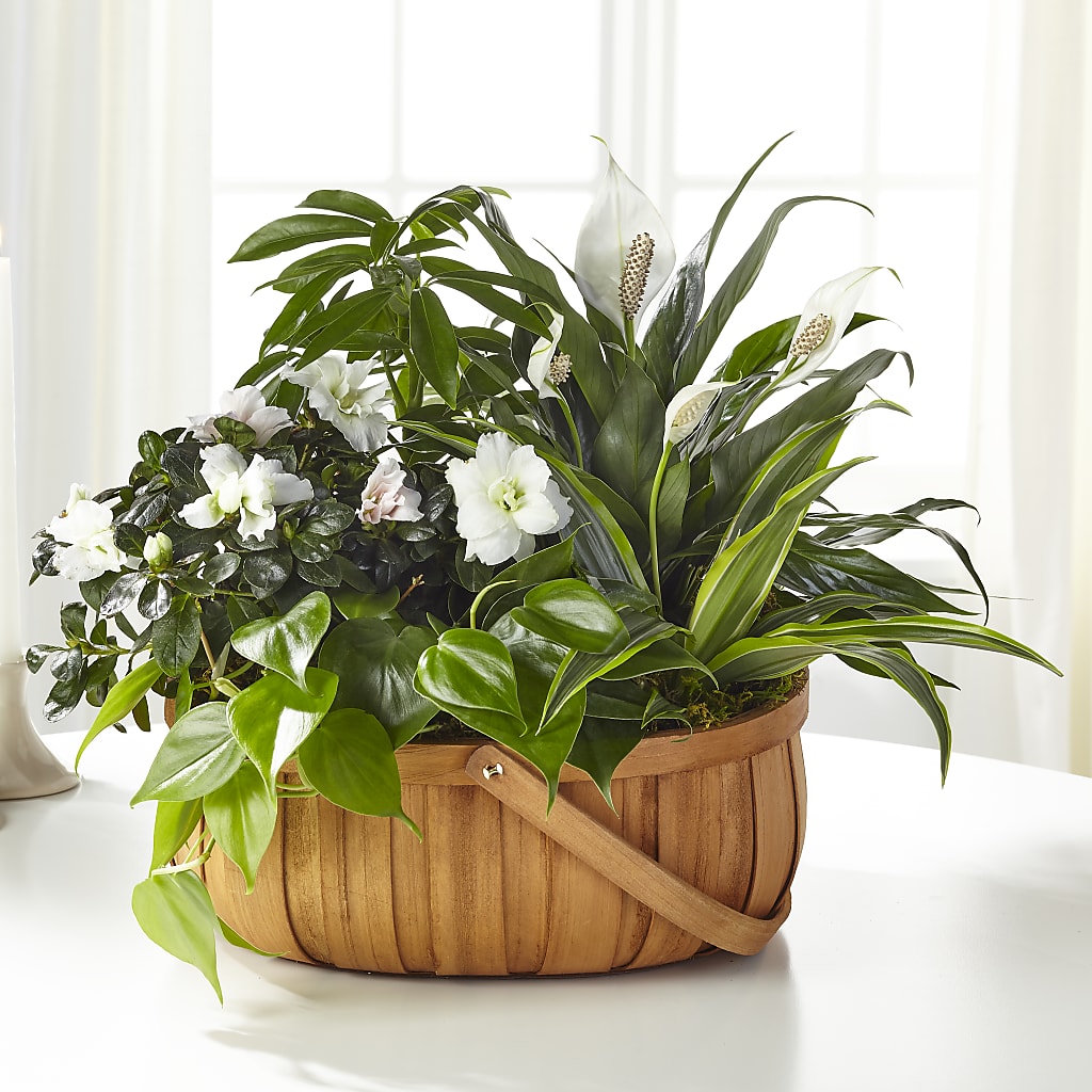 Serene Dishgarden – Flower Garden Florist, Fort Worth TX
