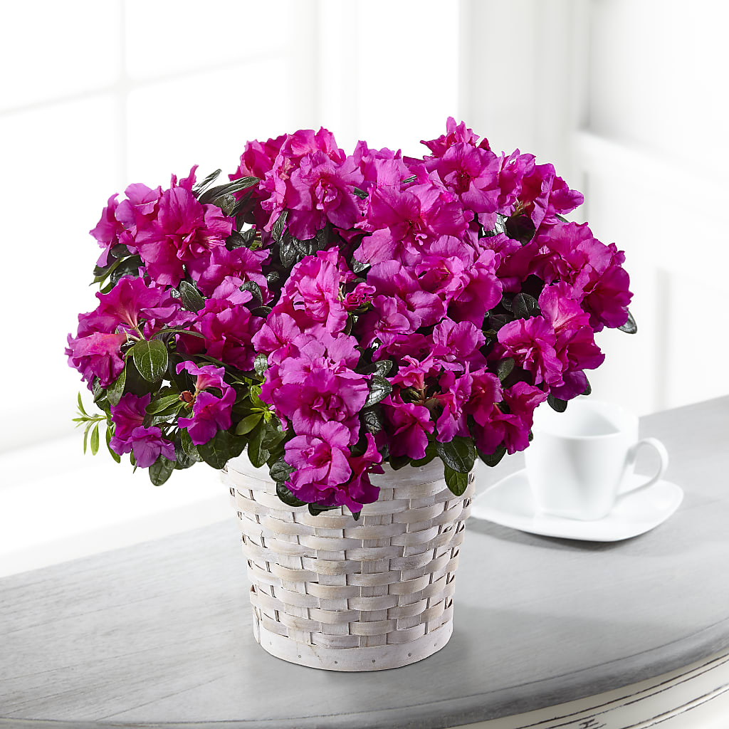 Hope & Serenity Azalea Plant – Flower Garden Florist, Fort Worth TX