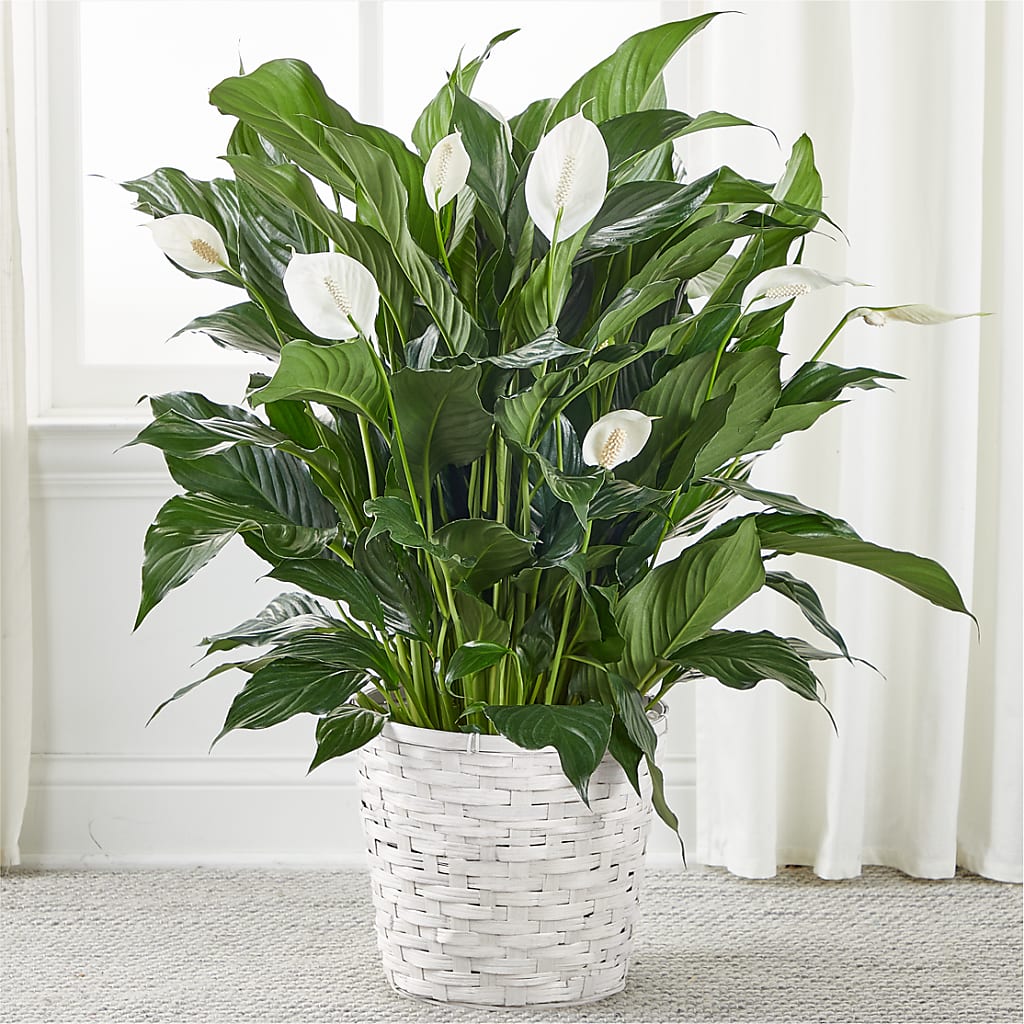 A New Leaf Peace Lily – Flower Garden Florist, Fort Worth TX