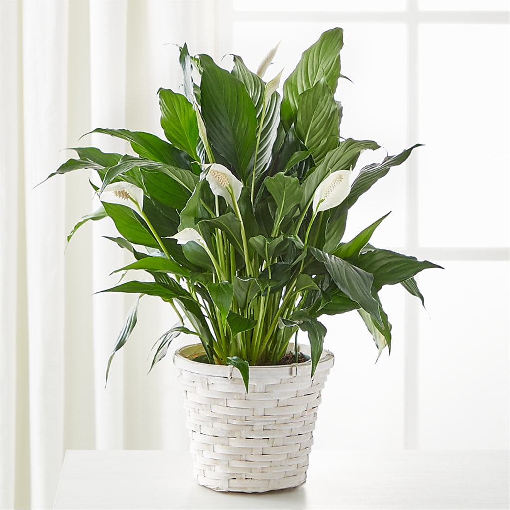 A New Leaf Peace Lily – Flower Garden Florist, Fort Worth TX