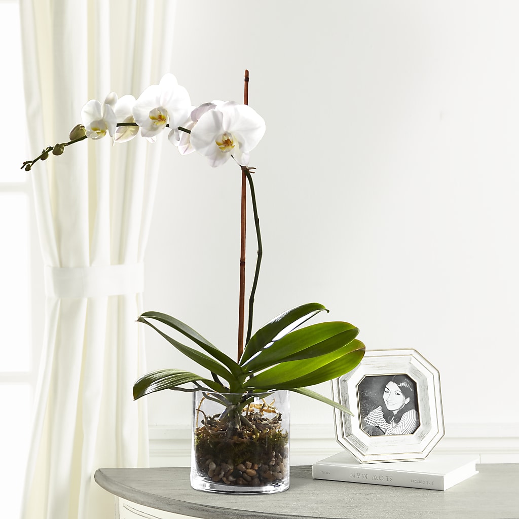 White Orchid Planter – Flower Garden Florist, Fort Worth TX