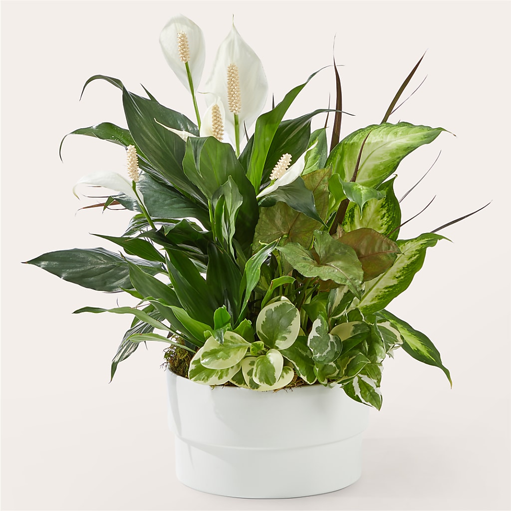 Radiating Positivity Dishgarden – Flower Garden Florist, Fort Worth TX