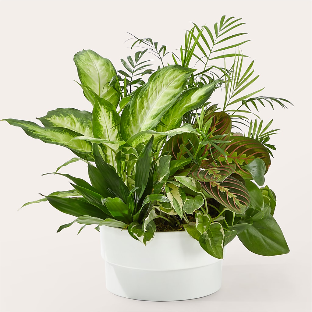 Radiating Positivity Dishgarden – Flower Garden Florist, Fort Worth TX