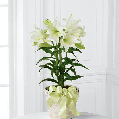 Easter Lily Plant –  Flower Garden Florist, Fort Worth TX