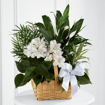 Peace & Serenity Dishgarden –  Flower Garden Florist, Fort Worth TX