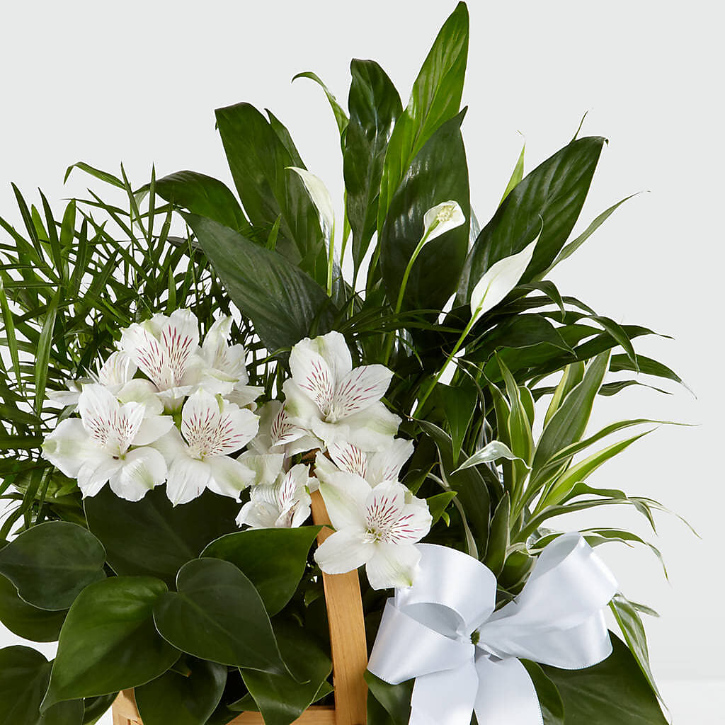 Peace & Serenity Dishgarden –  Flower Garden Florist, Fort Worth TX