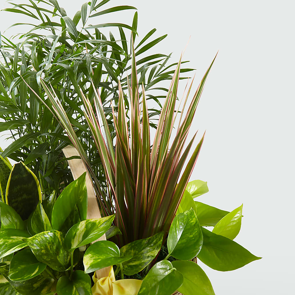 French Garden –  Flower Garden Florist, Fort Worth TX