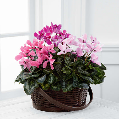 Mixed Cyclamen Planter –  Flower Garden Florist, Fort Worth TX