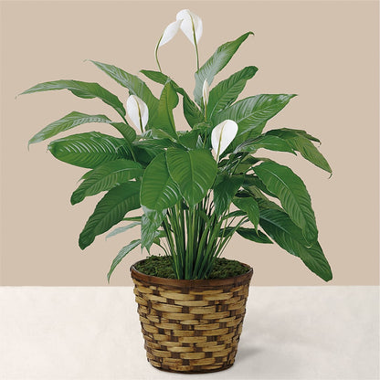 Tranquil Moments Peace Lily Plant –  Flower Garden Florist, Fort Worth TX