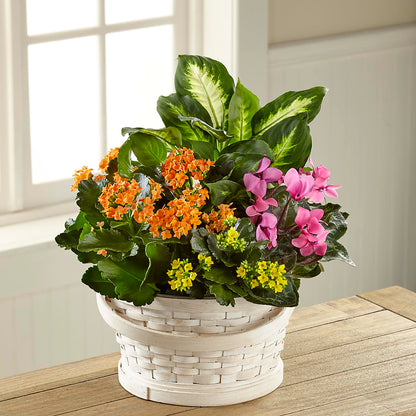 Color Crush Dishgarden –  Flower Garden Florist, Fort Worth TX
