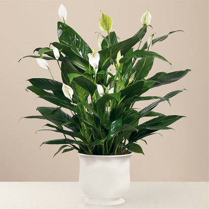 Comfort Planter –  Flower Garden Florist, Fort Worth TX