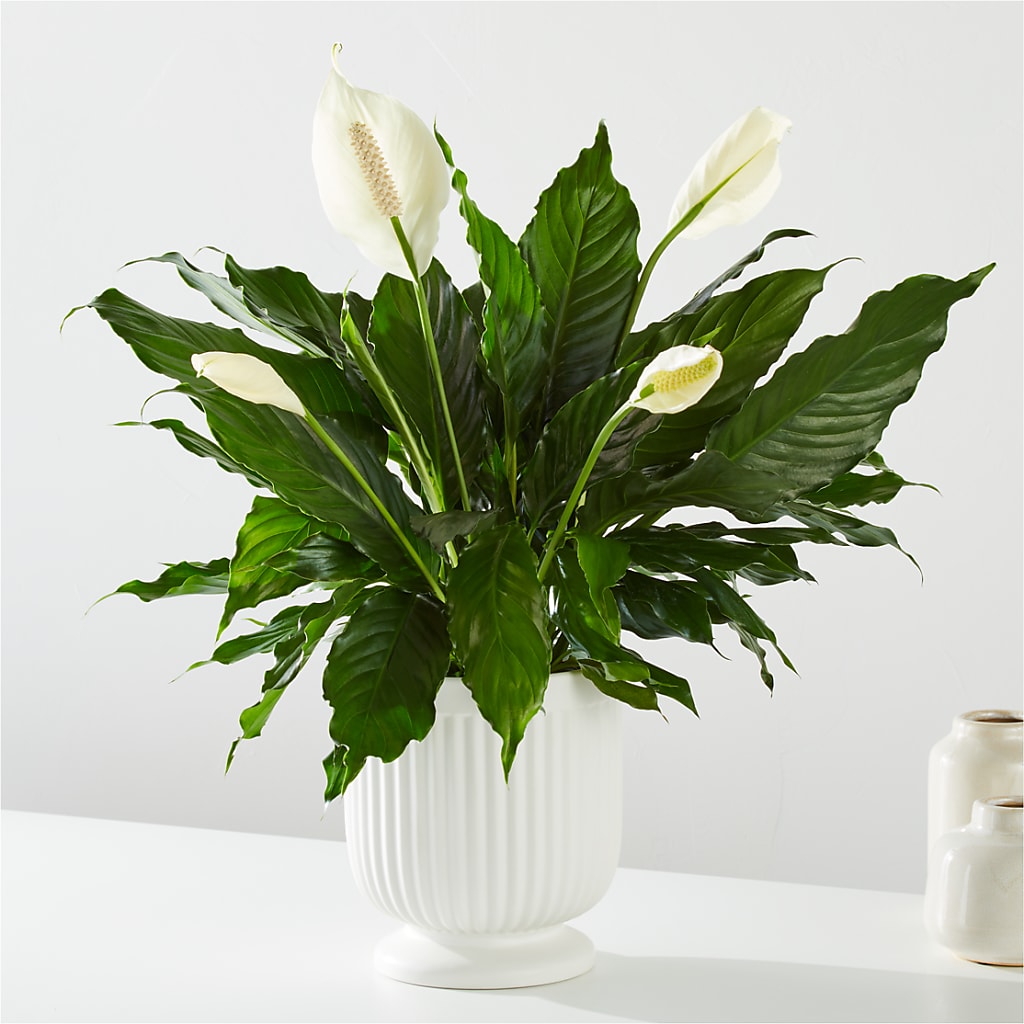 Comfort Planter –  Flower Garden Florist, Fort Worth TX