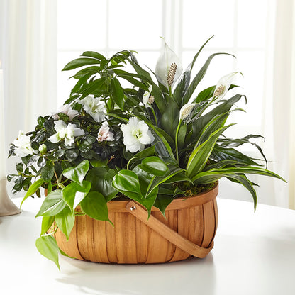 Serene Dishgarden –  Flower Garden Florist, Fort Worth TX