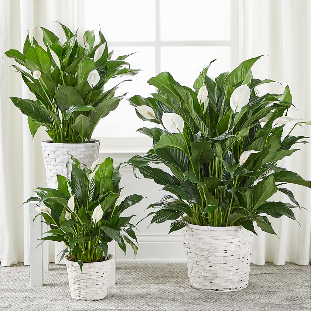 A New Leaf Peace Lily –  Flower Garden Florist, Fort Worth TX