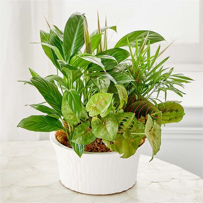 Balance & Harmony Dishgarden –  Flower Garden Florist, Fort Worth TX
