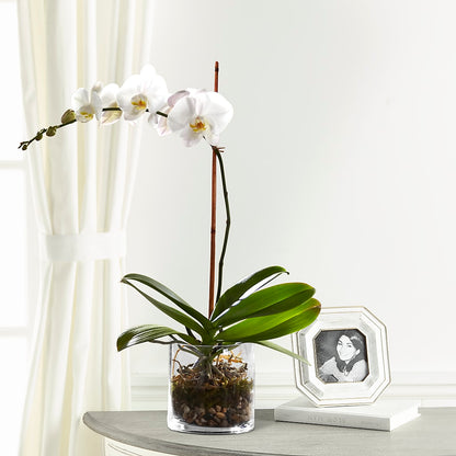 White Orchid Planter –  Flower Garden Florist, Fort Worth TX