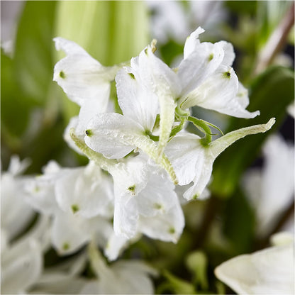 Classic Ivory – A Florist Original –  Flower Garden Florist, Fort Worth TX